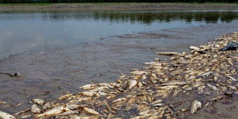 Kekeringan Melanda Kawasan Amazon, 680 Keluarga kelaparan